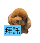 Poodle kitty daily（個別スタンプ：13）