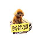 Poodle kitty daily（個別スタンプ：21）