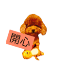 Poodle kitty daily（個別スタンプ：29）