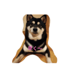 Black Shiba Inu 2（個別スタンプ：4）