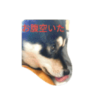 Black Shiba Inu 2（個別スタンプ：7）