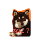 Black Shiba Inu 2（個別スタンプ：10）