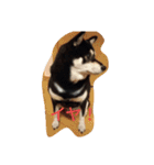 Black Shiba Inu 2（個別スタンプ：12）