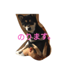 Black Shiba Inu 2（個別スタンプ：15）