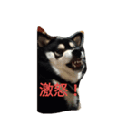 Black Shiba Inu 2（個別スタンプ：16）