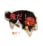 Black Shiba Inu 2（個別スタンプ：32）