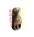 うさぎのまるた4（個別スタンプ：5）