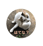 でぶねこスタンプ インジャパン（個別スタンプ：34）