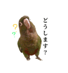 敬語を話すウロコインコ（個別スタンプ：4）