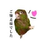 敬語を話すウロコインコ（個別スタンプ：7）