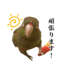 敬語を話すウロコインコ（個別スタンプ：10）