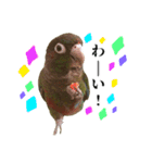 敬語を話すウロコインコ（個別スタンプ：11）