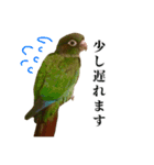 敬語を話すウロコインコ（個別スタンプ：16）