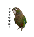 敬語を話すウロコインコ（個別スタンプ：17）