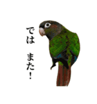 敬語を話すウロコインコ（個別スタンプ：18）