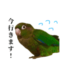 敬語を話すウロコインコ（個別スタンプ：20）