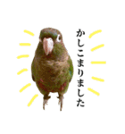 敬語を話すウロコインコ（個別スタンプ：21）