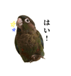 敬語を話すウロコインコ（個別スタンプ：22）