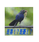 BIRDS4！！！！！（個別スタンプ：27）