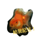 Naughty goldfish（個別スタンプ：3）