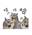 Coco kitten（個別スタンプ：2）