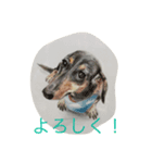 犬だらけたまにカメ（個別スタンプ：6）