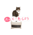 和菓子猫3（個別スタンプ：5）