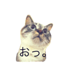 とってもきなこ（個別スタンプ：1）