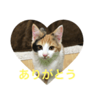 ミケ猫 もみじ（個別スタンプ：6）