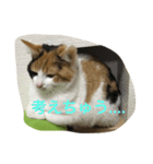 ミケ猫 もみじ（個別スタンプ：10）