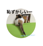 ミケ猫 もみじ（個別スタンプ：11）