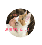 ミケ猫 もみじ（個別スタンプ：12）