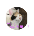 ミケ猫 もみじ（個別スタンプ：16）