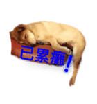 CHUDOG（個別スタンプ：5）