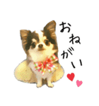 愛犬チワワの日常（個別スタンプ：8）