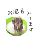 愛犬チワワの日常（個別スタンプ：11）