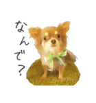 愛犬チワワの日常（個別スタンプ：13）