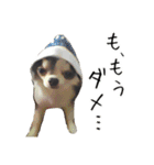 愛犬チワワの日常（個別スタンプ：17）