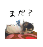 愛犬チワワの日常（個別スタンプ：23）