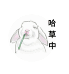 Zzzz rabbit（個別スタンプ：7）