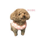 Poodle sweetie everyday（個別スタンプ：2）