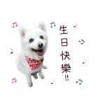 Japanese Spitz Kiki's daily life（個別スタンプ：1）