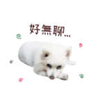 Japanese Spitz Kiki's daily life（個別スタンプ：2）