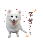Japanese Spitz Kiki's daily life（個別スタンプ：3）