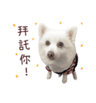 Japanese Spitz Kiki's daily life（個別スタンプ：4）