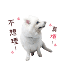 Japanese Spitz Kiki's daily life（個別スタンプ：5）