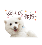 Japanese Spitz Kiki's daily life（個別スタンプ：6）