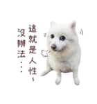 Japanese Spitz Kiki's daily life（個別スタンプ：7）