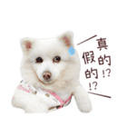 Japanese Spitz Kiki's daily life（個別スタンプ：8）