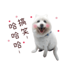Japanese Spitz Kiki's daily life（個別スタンプ：9）
